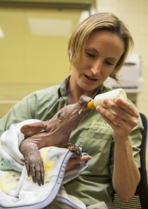 2015_BUSCH_GARDENS_TAMPA_BABY_AARDVARK_03