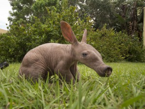 2015_BUSCH_GARDENS_TAMPA_BABY_AARDVARK_06