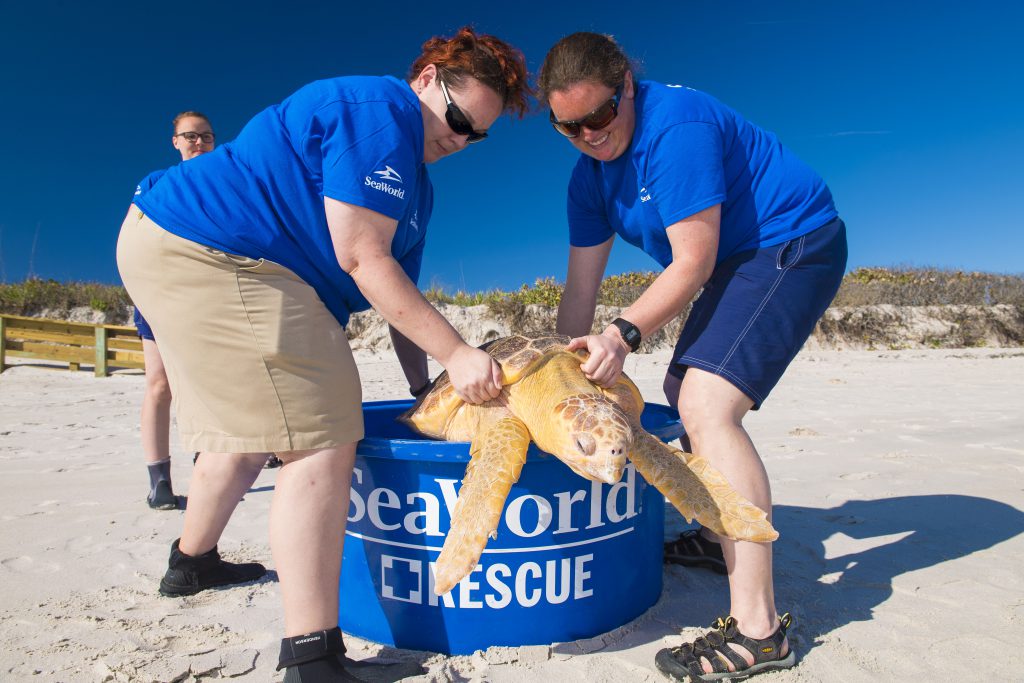 20170301_LoggerheadTurtleReturn_004